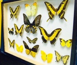 Farfalle gialle esposte alla Casa delle Farfalle, Bordano